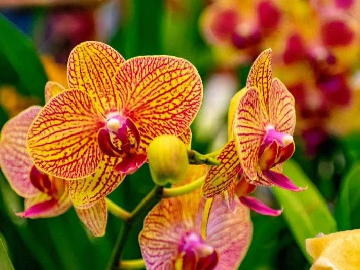 ورد الاوركيد Orchids - صورة 5