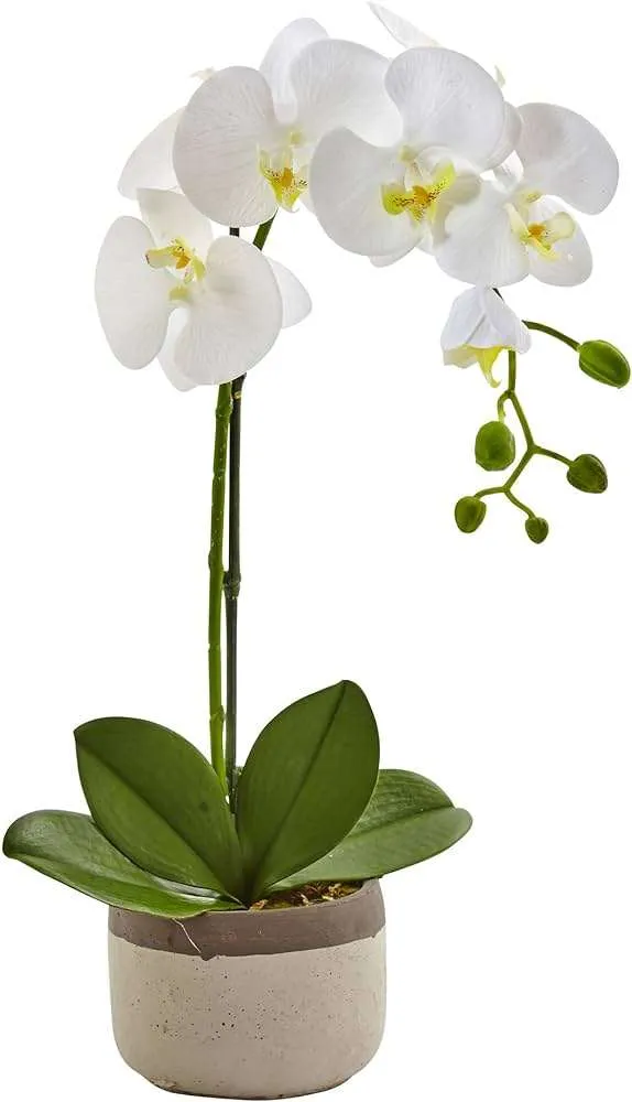 ورد الاوركيد Orchids - صورة 6