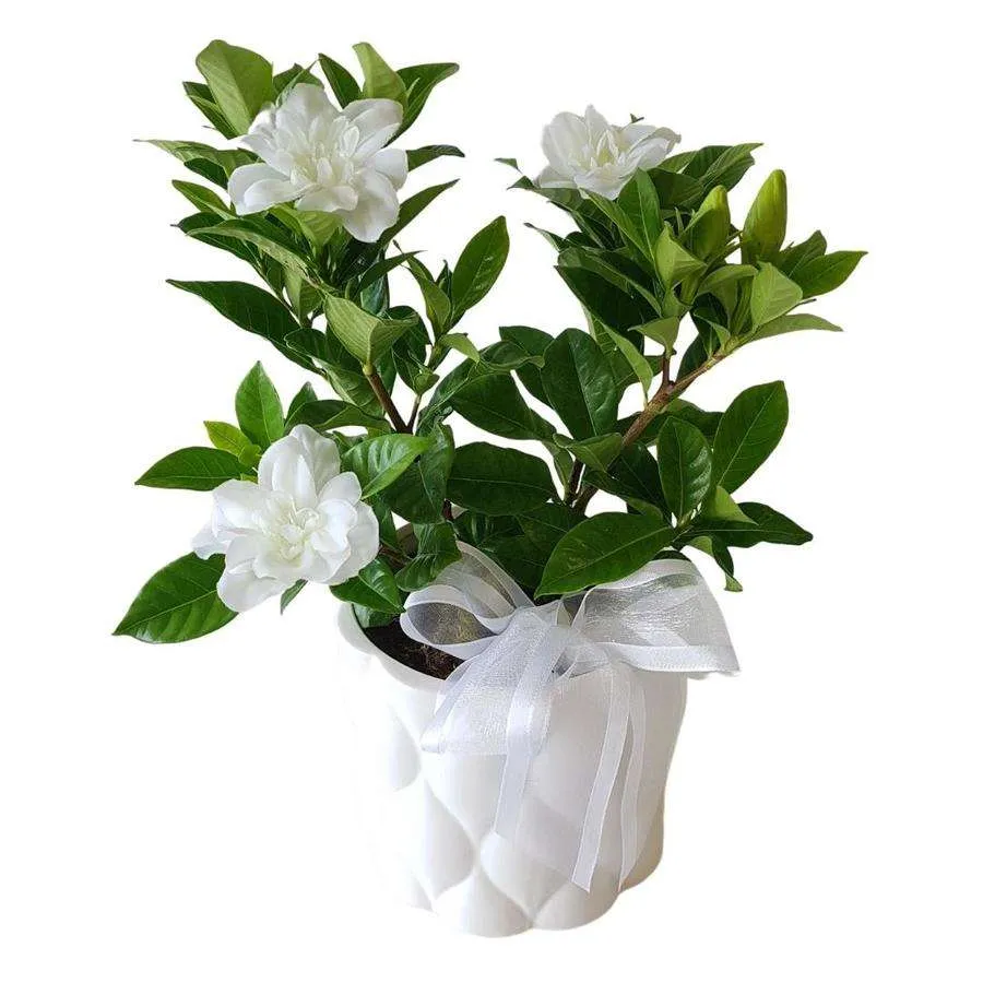 ورد الجاردينيا Gardenia
