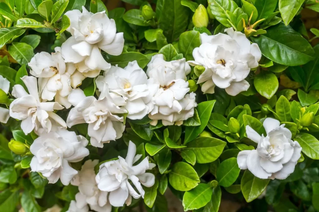 ورد الجاردينيا Gardenia - صورة 2