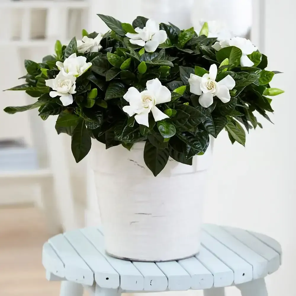 ورد الجاردينيا Gardenia - صورة 3