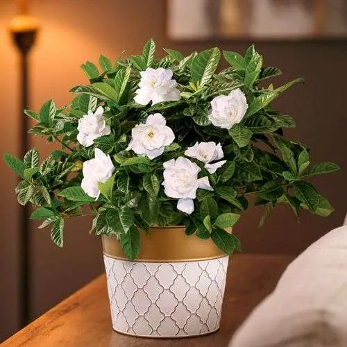 ورد الجاردينيا Gardenia - صورة 4