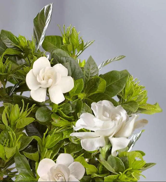 ورد الجاردينيا Gardenia - صورة 6