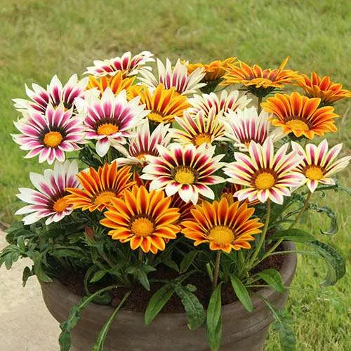 ورد الجازانيا Gazania