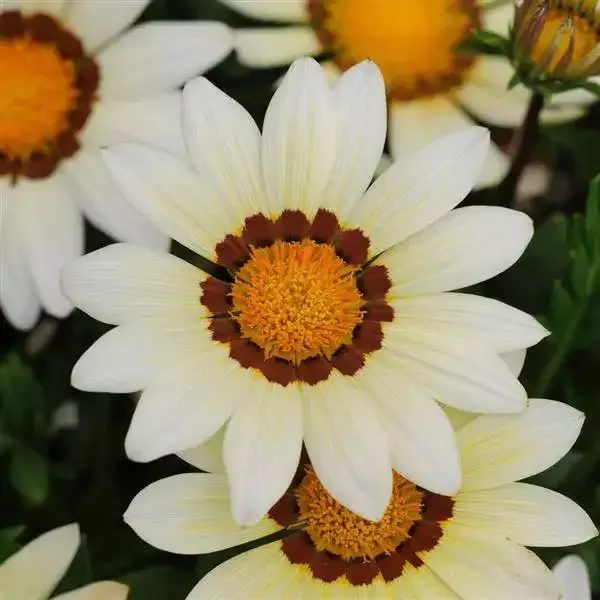 ورد الجازانيا Gazania - صورة 2