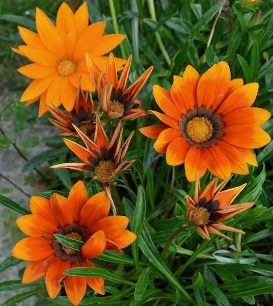 ورد الجازانيا Gazania - صورة 3