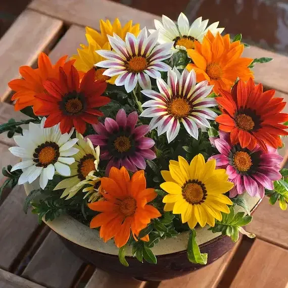ورد الجازانيا Gazania - صورة 4