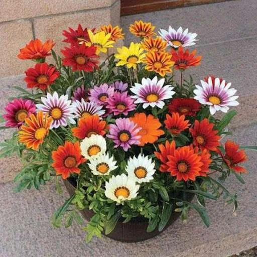 ورد الجازانيا Gazania - صورة 5