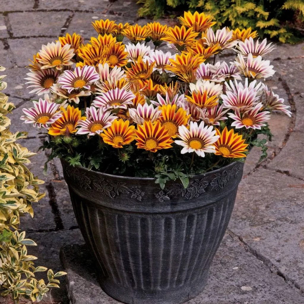 ورد الجازانيا Gazania - صورة 6