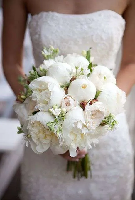 ورد الفاوانيا Peony - صورة 5