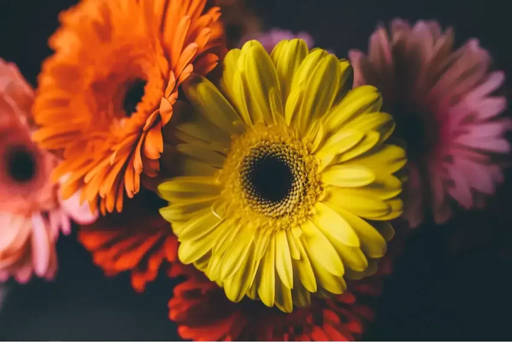 ورد جيربيراس Gerbera