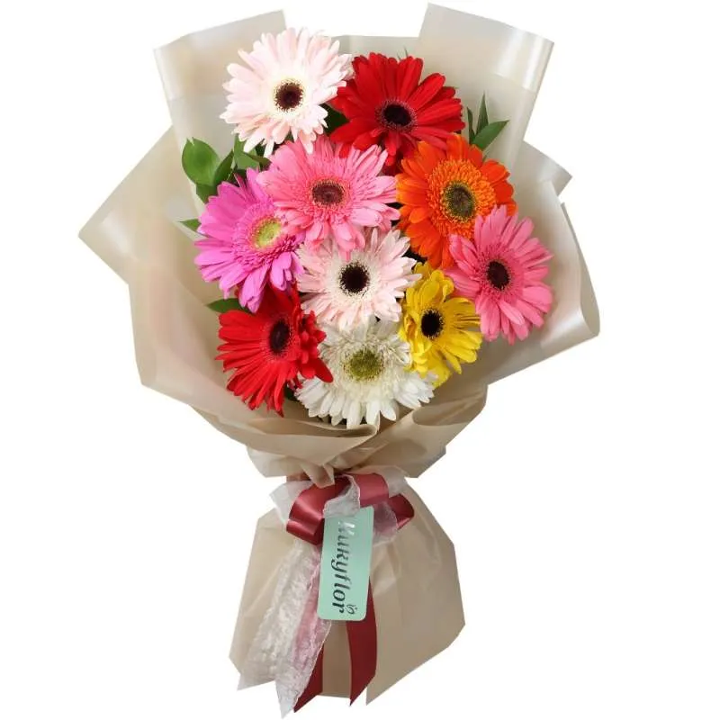 ورد جيربيراس Gerbera - صورة 2