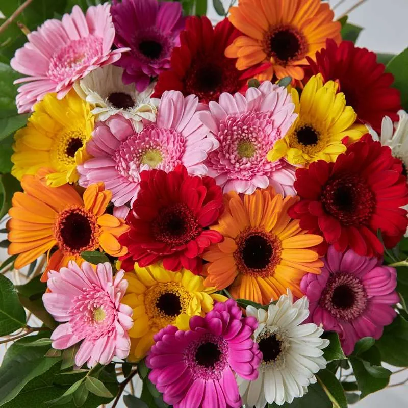 ورد جيربيراس Gerbera - صورة 3