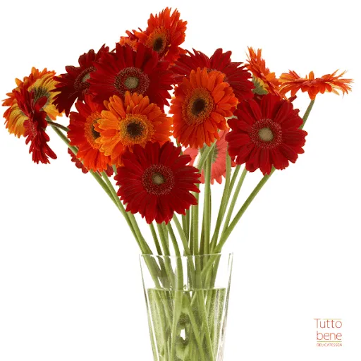 ورد جيربيراس Gerbera - صورة 5