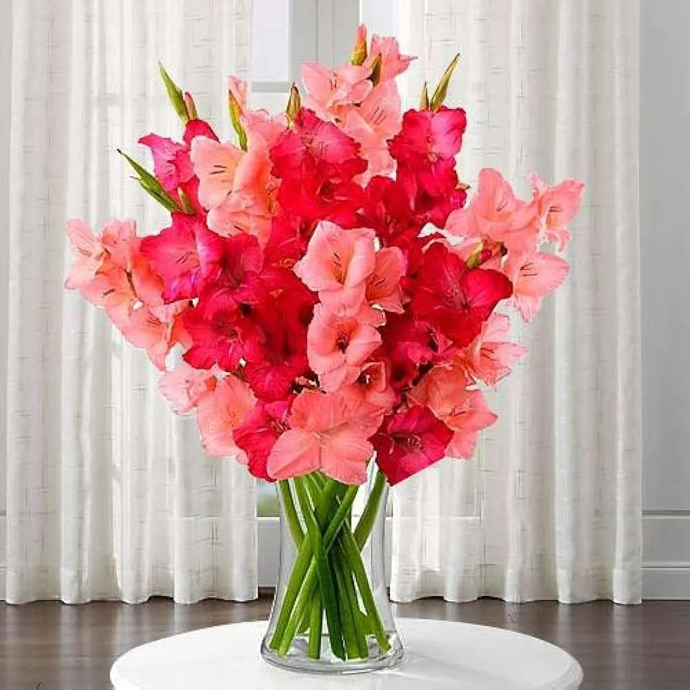 ورد دلبوث Gladiolus
