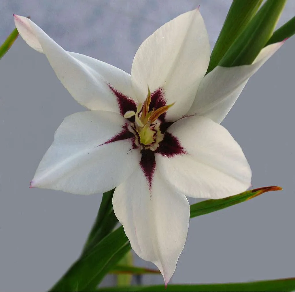 ورد دلبوث Gladiolus - صورة 2