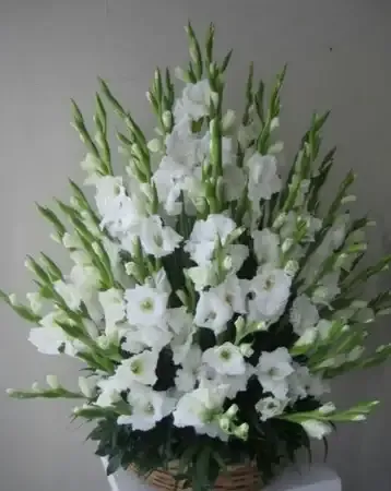 ورد دلبوث Gladiolus - صورة 3