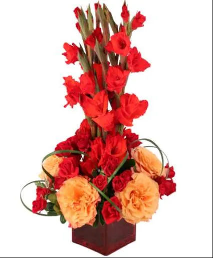 ورد دلبوث Gladiolus - صورة 5