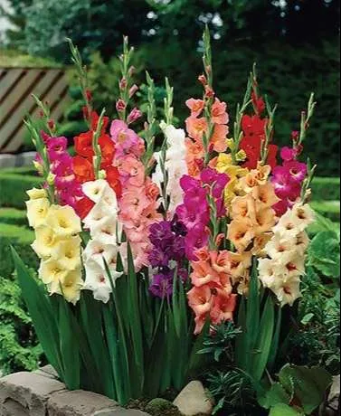 ورد دلبوث Gladiolus - صورة 6