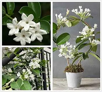 ورد ستيفانوتيس Stephanotis