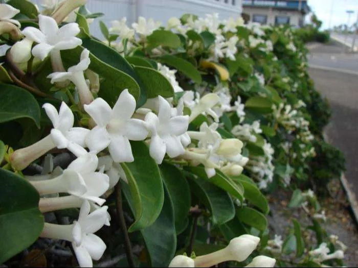 ورد ستيفانوتيس Stephanotis - صورة 2