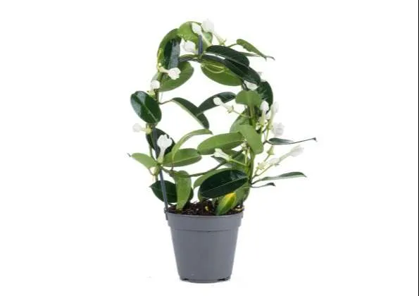 ورد ستيفانوتيس Stephanotis - صورة 4