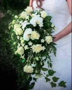ورد ستيفانوتيس Stephanotis - صورة 5