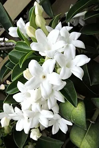 ورد ستيفانوتيس Stephanotis - صورة 6