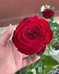 وردة الساموراي - صورة 6