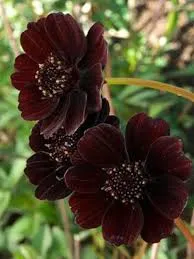 ورود الشوكولاتة Cosmos chocolate - صورة 2