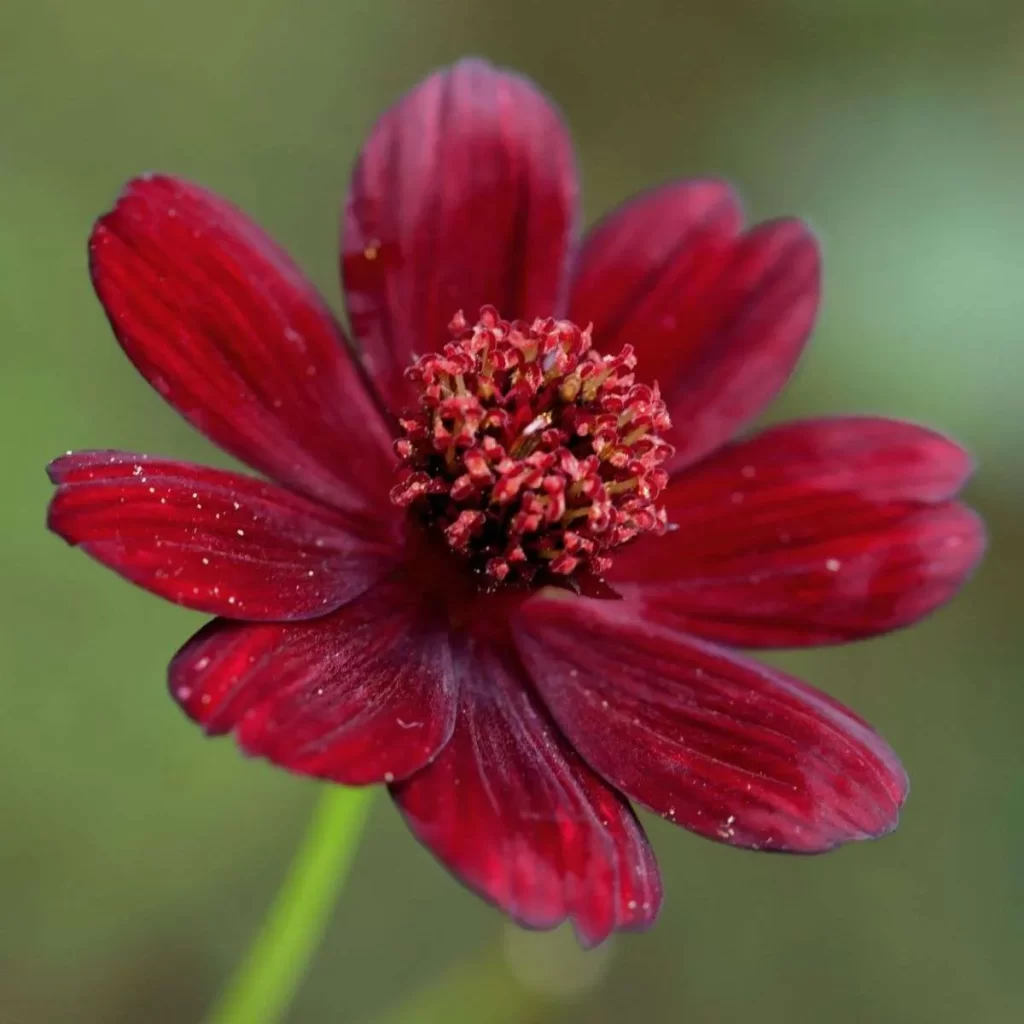 ورود الشوكولاتة Cosmos chocolate - صورة 4