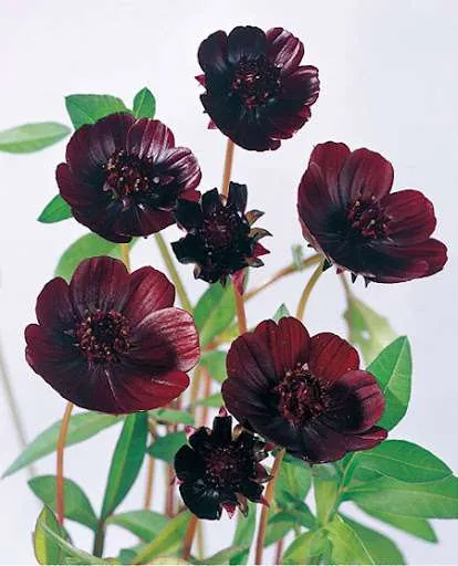 ورود الشوكولاتة Cosmos chocolate - صورة 5