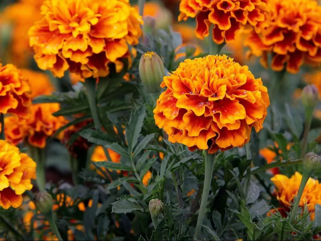 ورود القطيفة Tagetes Erecta