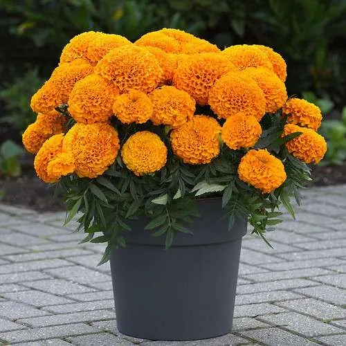 ورود القطيفة Tagetes Erecta - صورة 2