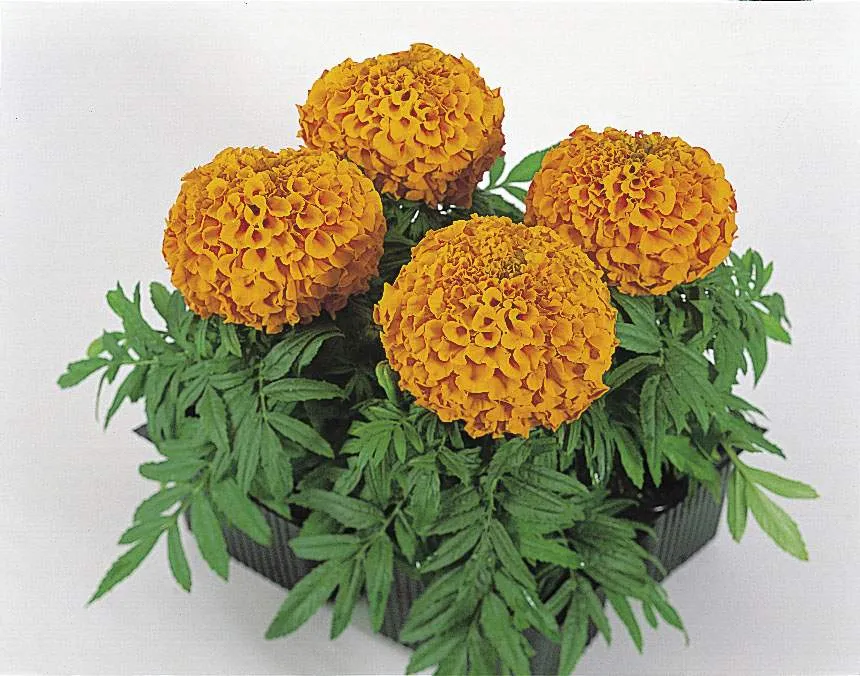 ورود القطيفة Tagetes Erecta - صورة 3