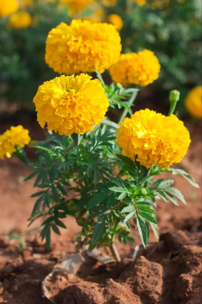 ورود القطيفة Tagetes Erecta - صورة 4