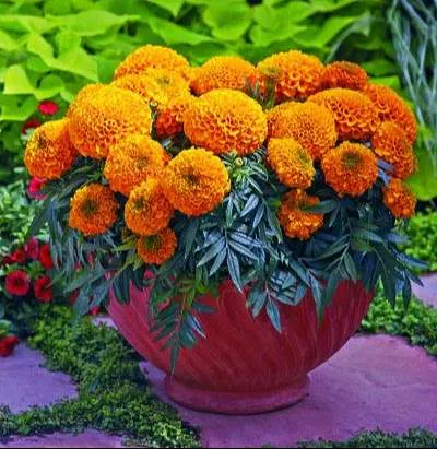 ورود القطيفة Tagetes Erecta - صورة 5