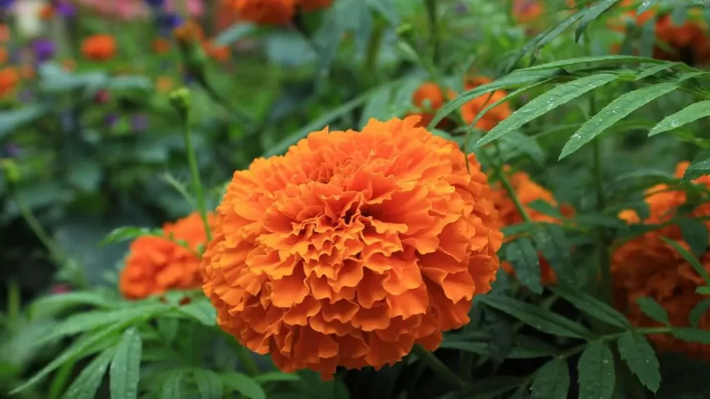 ورود القطيفة Tagetes Erecta - صورة 6