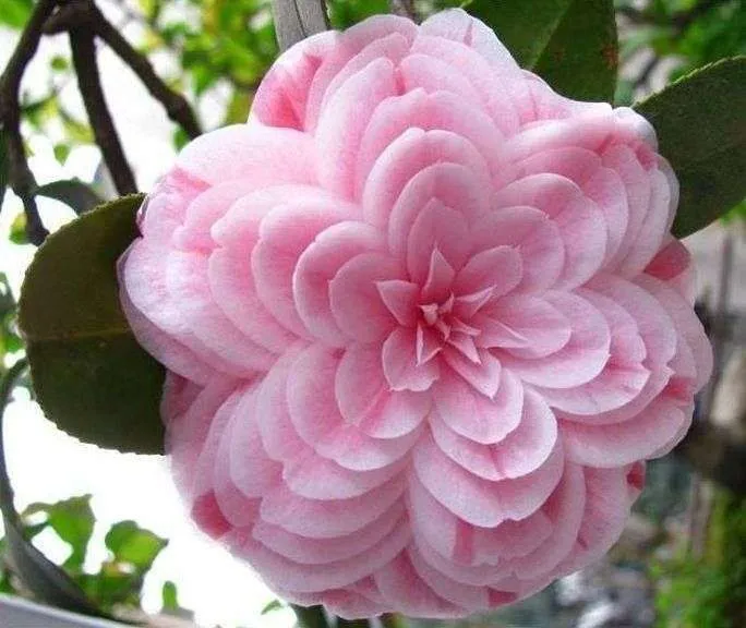 ورود الكاميليا Camellia