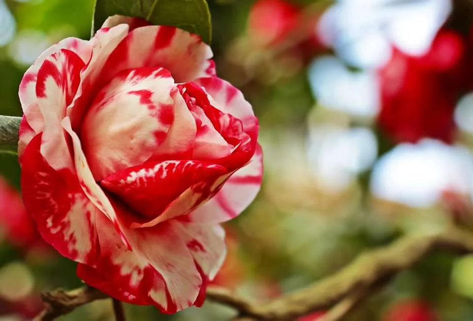 ورود الكاميليا Camellia - صورة 2