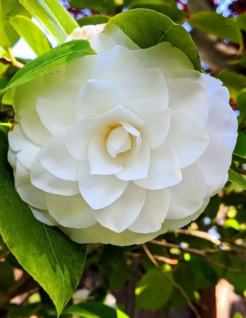 ورود الكاميليا Camellia - صورة 3