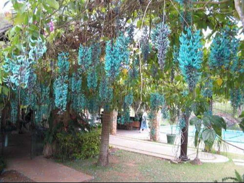 ورود كرمة اليشم Jade vine
