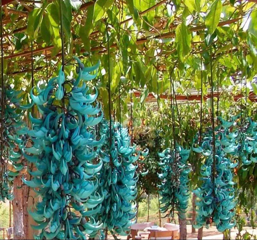ورود كرمة اليشم Jade vine - صورة 2
