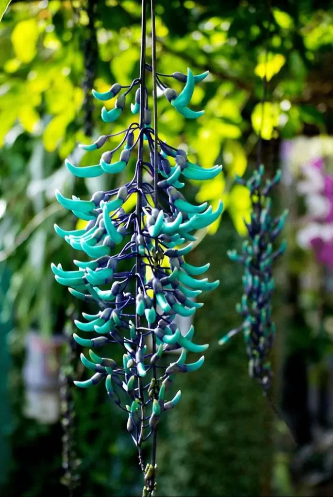 ورود كرمة اليشم Jade vine - صورة 3