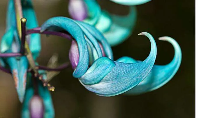 ورود كرمة اليشم Jade vine - صورة 5