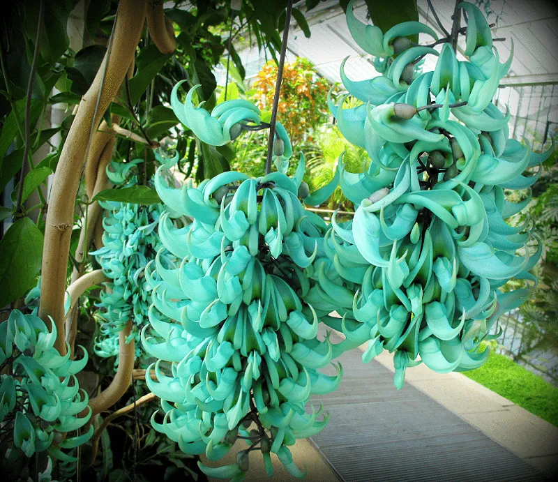 ورود كرمة اليشم Jade vine - صورة 6