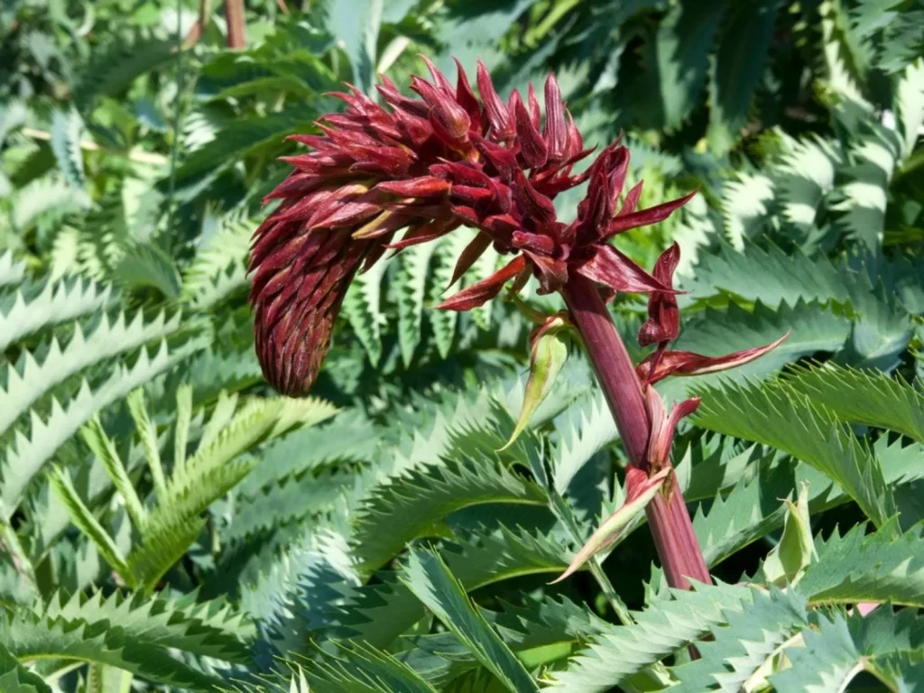 زهرة العسل Melianthus