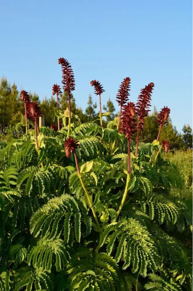 زهرة العسل Melianthus - صورة 2