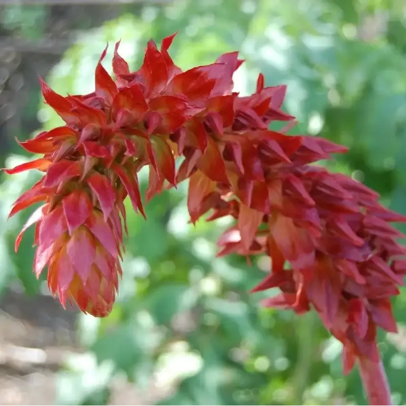 زهرة العسل Melianthus - صورة 4