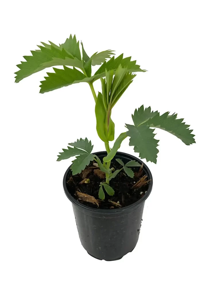 زهرة العسل Melianthus - صورة 5